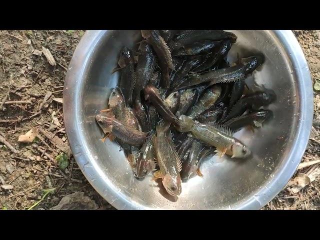 দেশি কই মাছ। Climbing Fish.