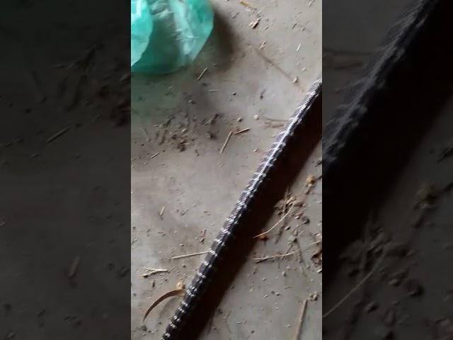 Commonkrait(The Silent Killer)