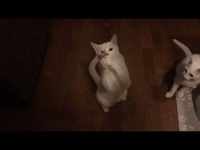 Cat Dancer Original Interactive Cat Toy: Is It Worth It?