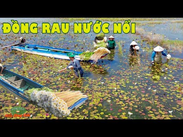 SÚNG MA, HẸ NƯỚC trên đồng, MIỀN TÂY NƯỚC NỔI minh mông lối về | Đặc sản miền sông nước