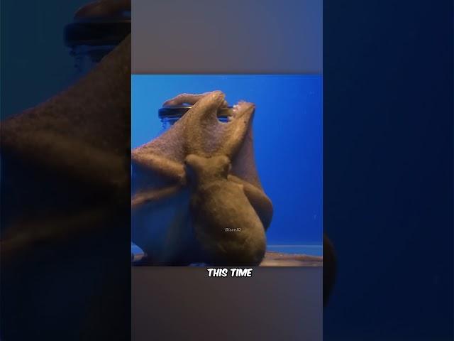 Octopus are so Intelligent?