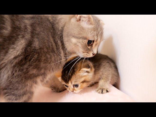 If a kitten falls into a hole and meows loudly, the mother cat will immediately run up to it.