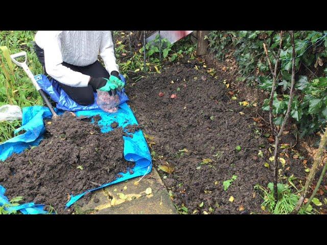 PLANTING Exotic Emperor Tulip Bulbs | Garden After Lockdown