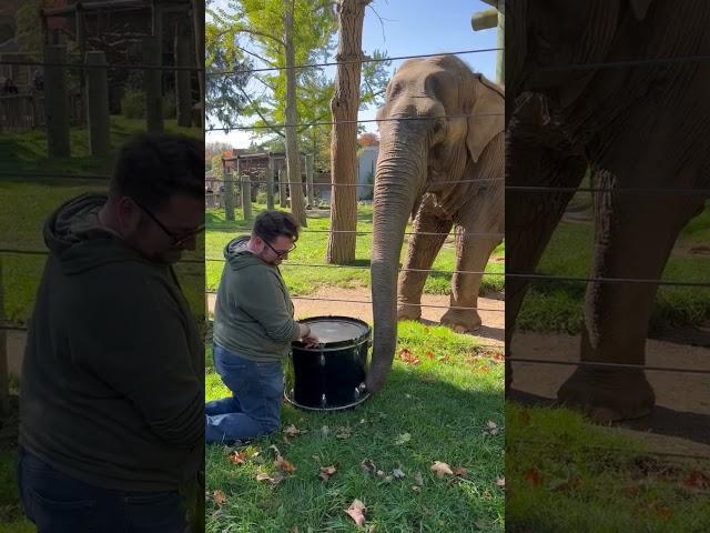 Adorable Elephant Learns to Play Drums! 