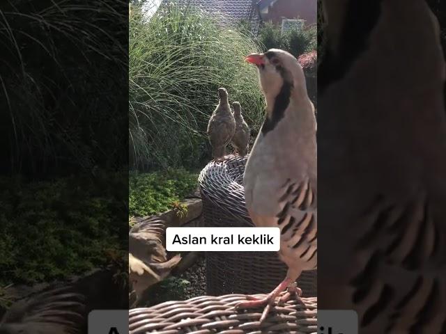 Keklik Sesi Efsane (Keklik Hengamesi)  الحجل طائر  куропатка chukar shekari chakor Keklik Sesi Birds