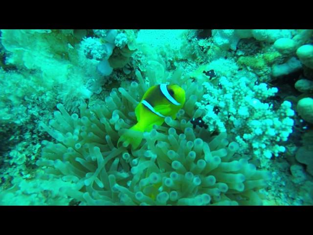 Finding Nemo - Egypt Scuba Diving - Red Sea - Dahab - 4K