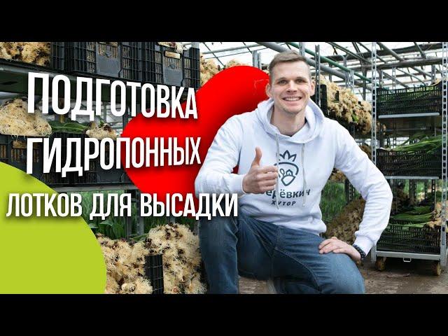 Выгонка тюльпанов. Подготовка гидропонных лотков для высадки. Аренда теплицы.