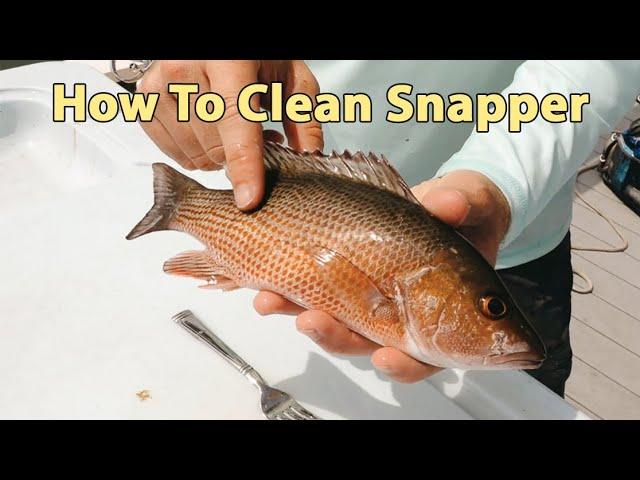 How To Clean Snapper (When Cooking Them Whole)