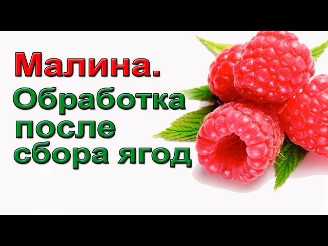 Обработка малины после плодоношения