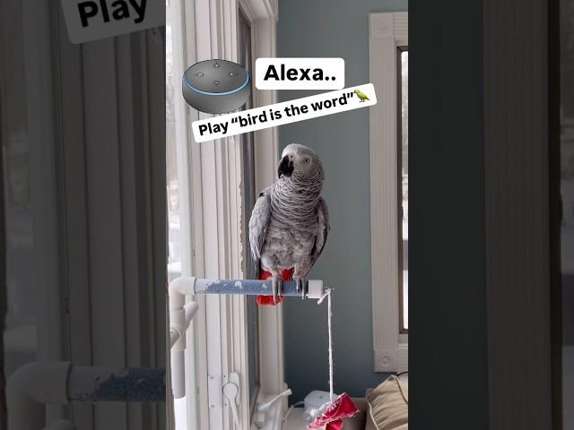 Alexa…Play bird is the word#dancingparrot #singingparrot #birdistheword #africangreyparrot #alexa