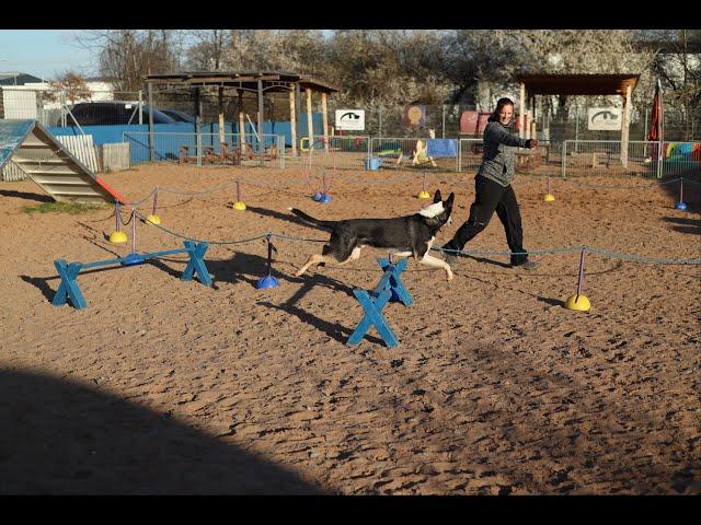 Longieren im Hundezentrum