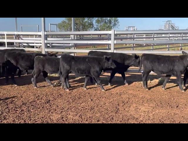 Butler Grazing angus Steers 6/5/22