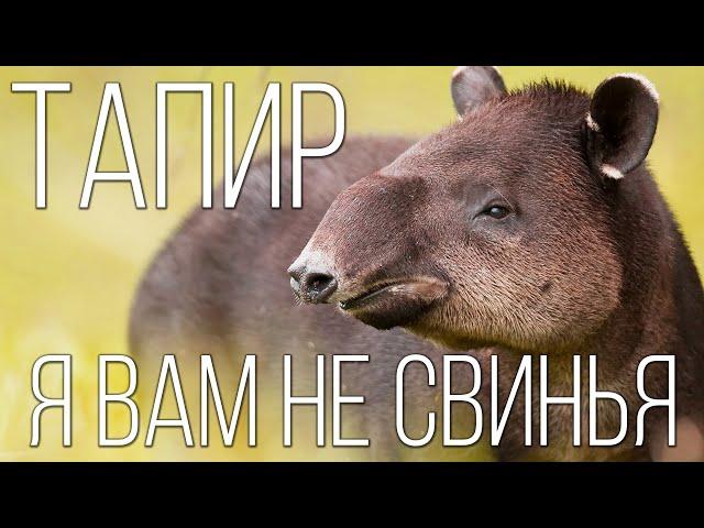 Тапир: Смешное животное | Интересные факты про тапиров