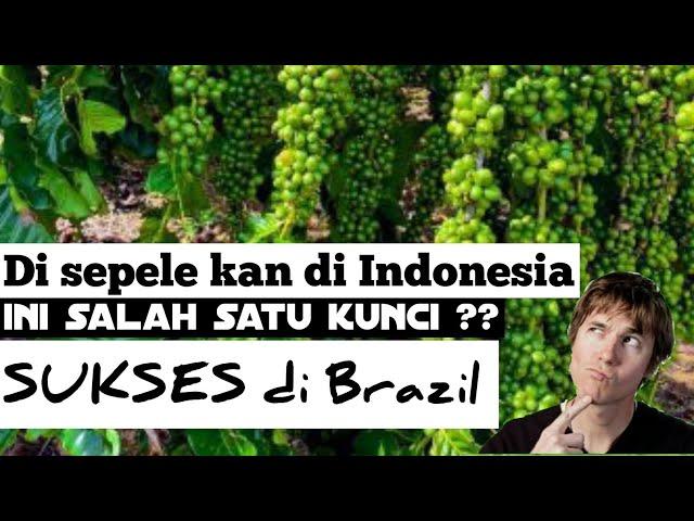 Di sepelekan di Indonesia ??Ternyata ini kunci sukses pertanian BRAZIL Selama ini