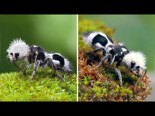 Panda Ant ️ Looks Cute But Stings HARD!