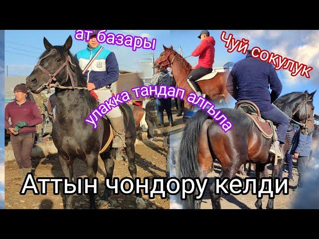 3.Ноябрь ат коп Тушту улак сезон Чуй сокулук жылкы базары