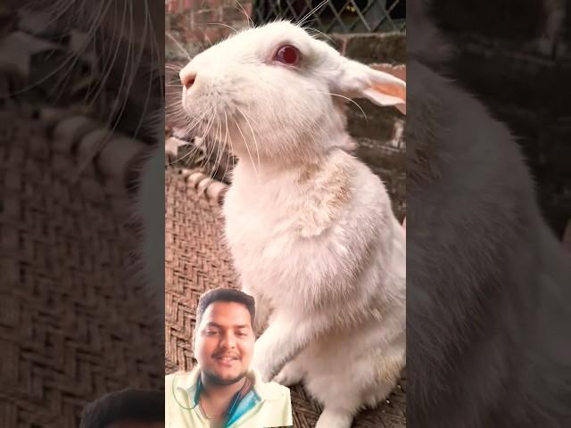 Dance Rabbit eating  cute bunny lovely #bunny#rabbitt #funny #viralvideo#video