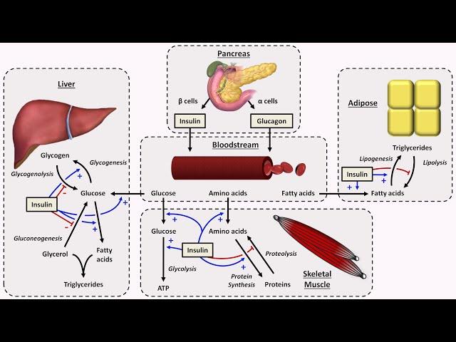 Physiology of Insulin and Glucagon