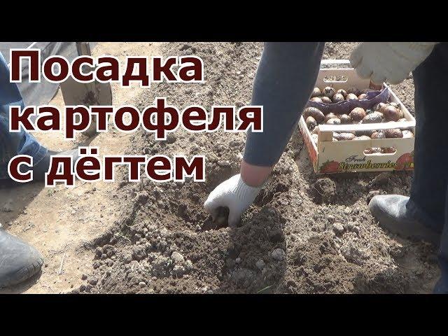 Посадка картофеля с дегтем. Предпосевная обработка клубней Что положить в лунку при посадке картошки