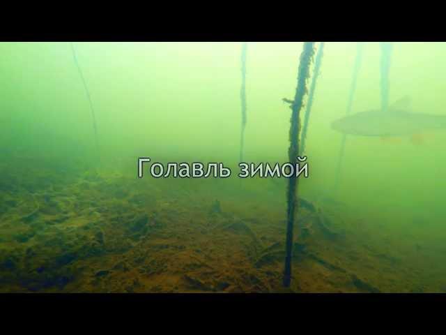 Голавль Зимой, Подводное Видео