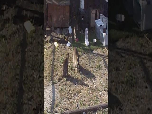 A cute raccoon at bush terminal yard