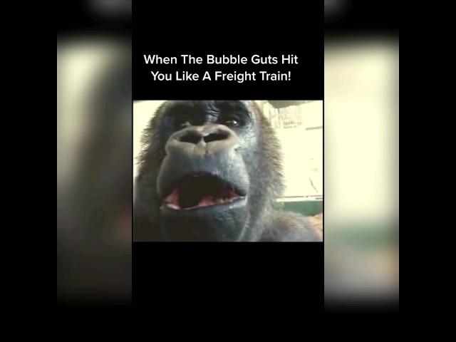 When the bubble guts hit you like a freight Train! Gorilla farts. monkey farting #fart #farted 