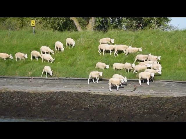 Amazing A Flock Of Sheep. Netherlands