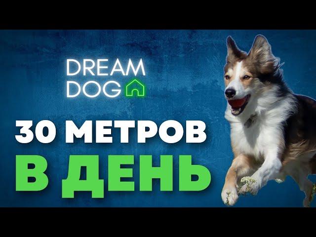 30 метров каждый день  Как правильно гулять с собакой