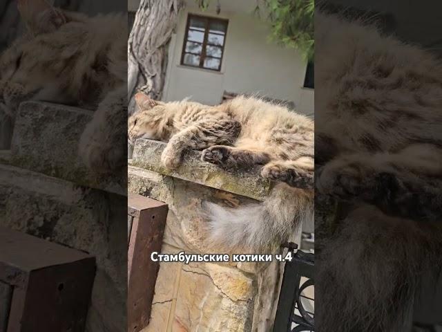 Б-блаженство #shortsvideo #istanbul #cats #animals #pets #котики #стамбул #турция #кайфули #mood