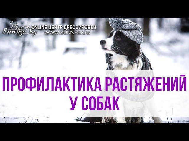 Профилактика растяжений у собак. Как научить собаку безопасно работать в гололёд?