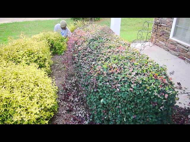 Learn How To Trim Your Shrubs and Hedges Professionally