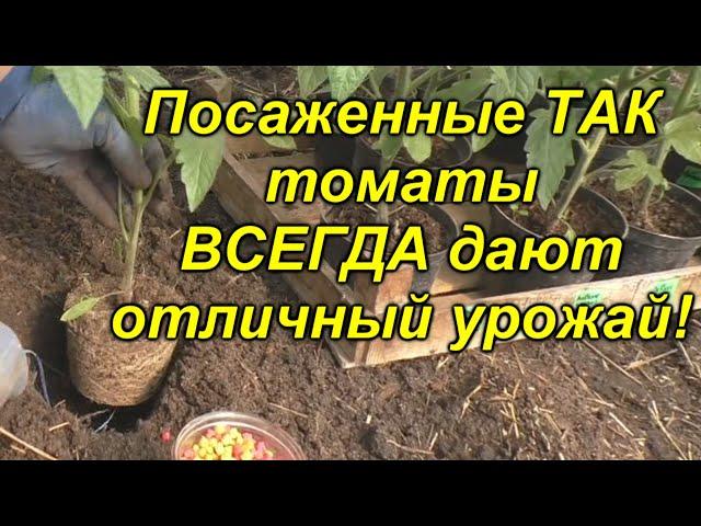 Высадка томатов - легко, просто и урожайно!!! Что положить в лунку при посадке томатов.