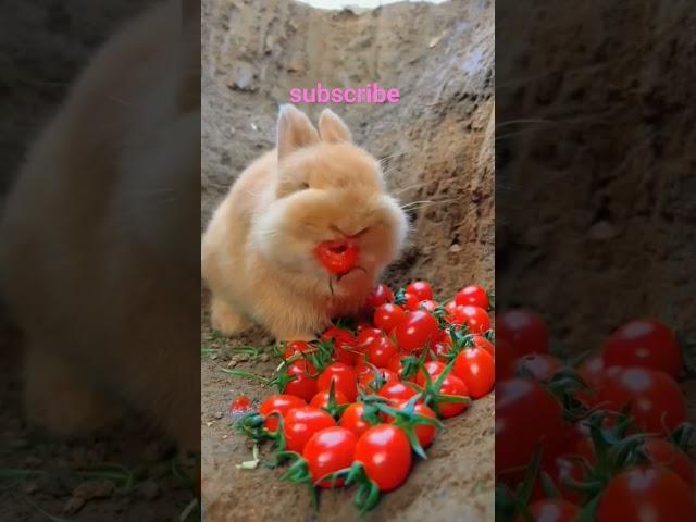 rabbit eats tomatoes cutie