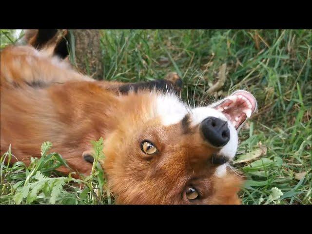 Alf the Fox needs a special orthopedic bandage