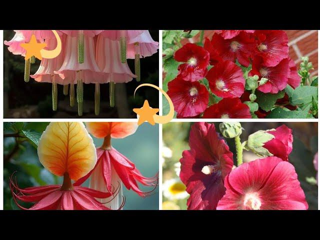 Beautiful Flowers Collection #Flowers #flowerstatus #flower