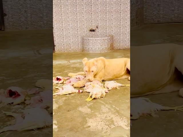 Lioness attack on chicken (mian saqib)