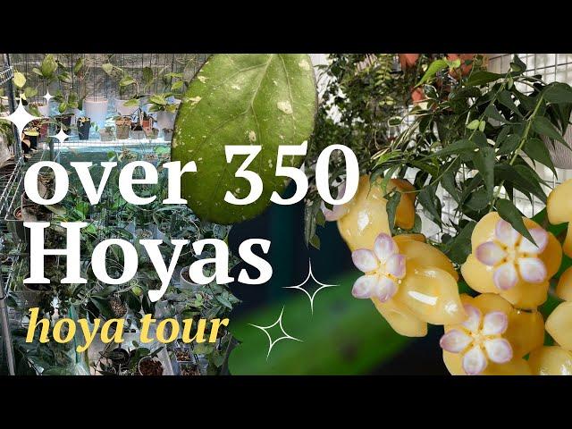 Hoya tour 2023: See my collection of over 350 hoyas in one room | Episode 1