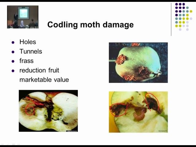 المحاضرة (20 )  :   APPLE INSECT PESTS /  د . رنا سمارة