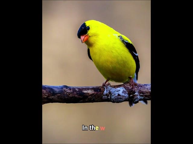 “Amazing American Goldfinch Transformation{Nature's Beauty Revealed | Magical Feathers}”