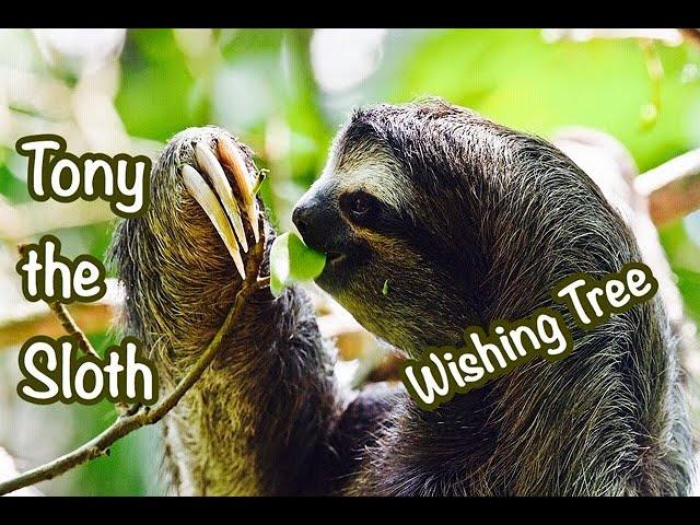 Children’s Sleep Meditation Story | Tony The Sloth Visits The Wishing Tree