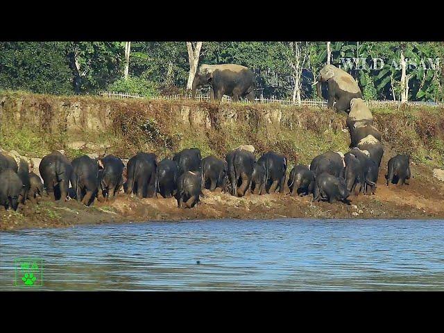 ELEPHANTS CLIMBING 30 FEET HIGH BANK OF DHANSIRI RIVER