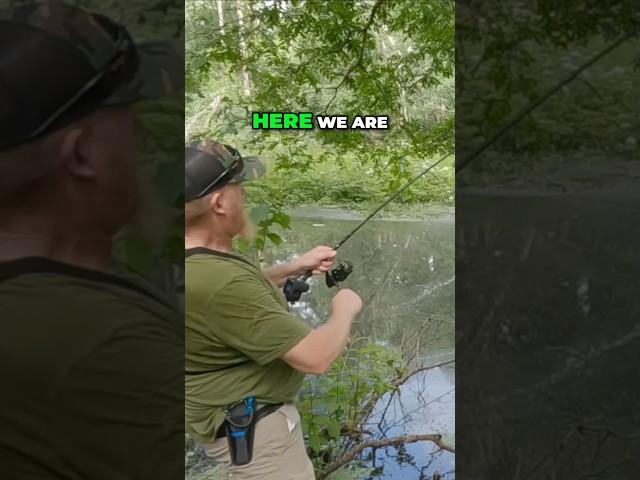 Giant Swamp Catfish! #shorts #fishing #outdoors #shortsvideo #shortsviral #viral #viralshorts