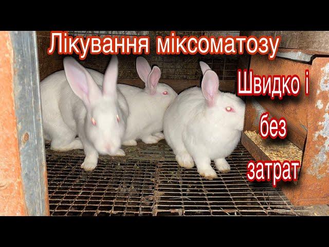 Як швидко вілікувати Міксоматоз у кроликів? Тоді дивіться.