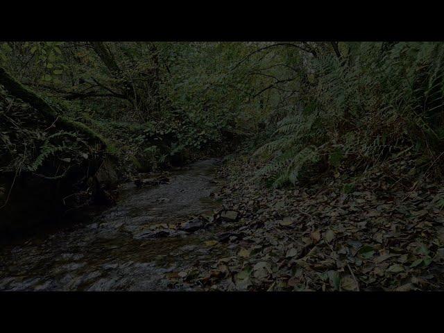 Relaxing and Soothing Sound of a Stream in the Forest at Night || The sound of a stream for sleep