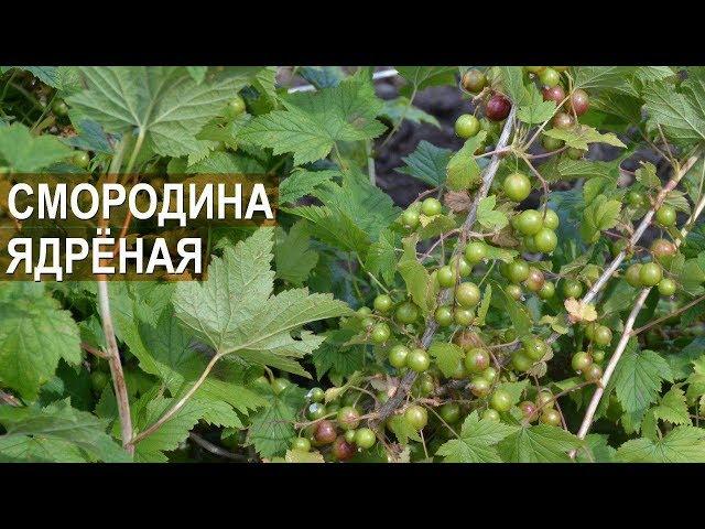 Смородина ядреная. Питомник ягодное королевство