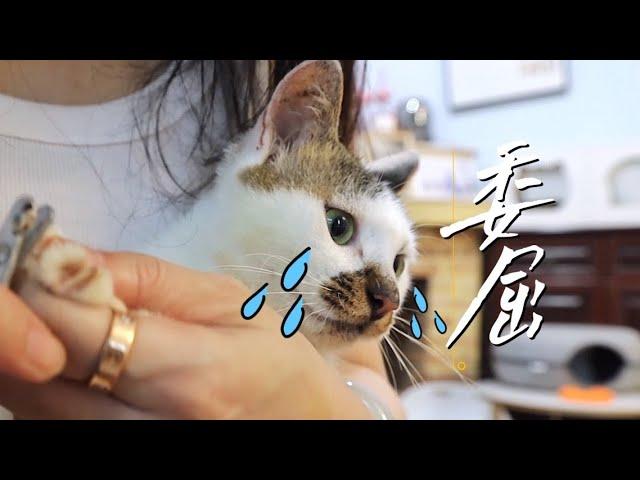 [CC SUB] Talking cat refuses to cut his nails, and becomes obedient after being threatened.