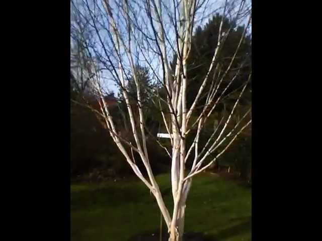 Betula utilis 'Doorenbos' - Bluebell Nursery (old video)