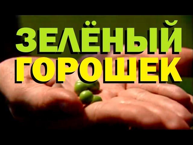 Галилео. Зеленый горошек  Green peas