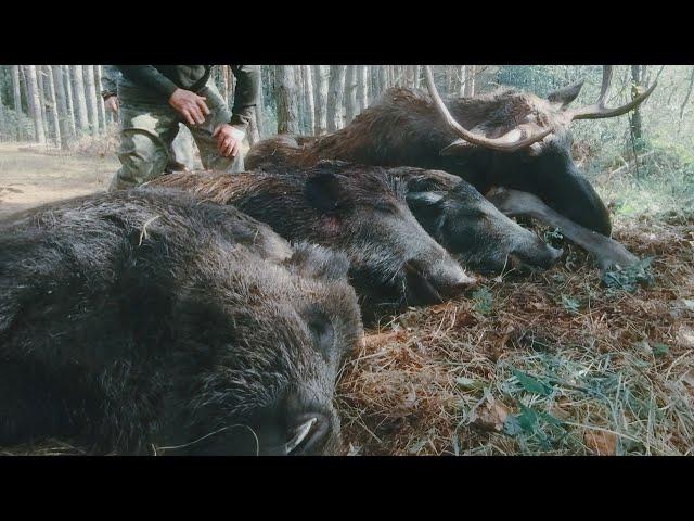 SUCCESSFUL OPENING OF DRIVEN HUNGULATE HUNTING 2023