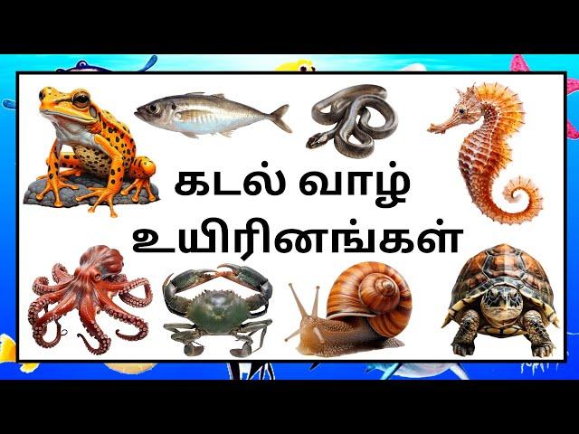 கடலில் வாழ் உயிரினங்கள்/Sea animals names in tamil